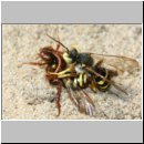 Nomada lathburiana - Wespenbiene 06d 10mm Paarung.jpg